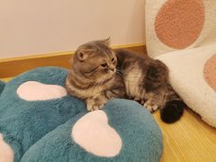 -猫咪派对(江南西店)