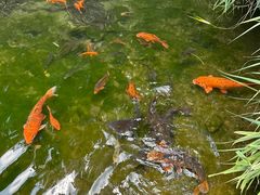 -千岛湖东南湖区