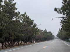 -日照海滨国家森林公园