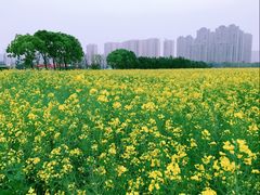 -三垟湿地