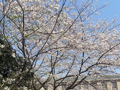 -武汉大学-樱园