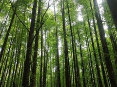 -山王坪喀斯特国家生态公园