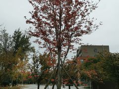 -四川大学(江安校区)