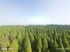 -黄海国家森林公园