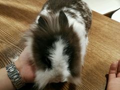 -藦茜花园宠物主题亲子互动体验馆(国顺东路店)