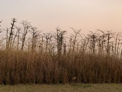 -芒洲湿地公园