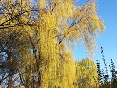 -元大都城垣遗址公园