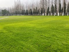 -合肥滨湖国家森林公园