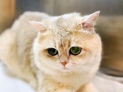 -萌兽医馆·犬猫专科·眼科中心·宠物医院(朝阳门分院)