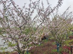 -九里河湿地公园