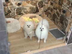 -宠物之家Pets Home 宠物寄养酒店