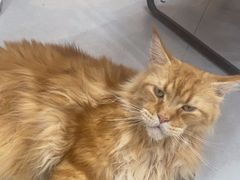-Heymao猫咖.咖啡厅(东门店)