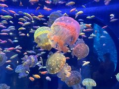 -海合安青岛极地海洋公园