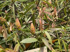 -广州神农草堂中医药博物馆
