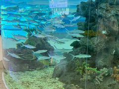 -芜湖新华联大白鲸海洋公园