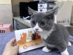 -动物缘宠物医院·骨科·猫科(西二环店)