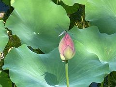 -莲花池公园