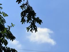 -大树下饭店(春晓镇慈岙社区卫生服务站南)