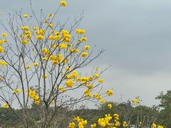 -东莞植物园