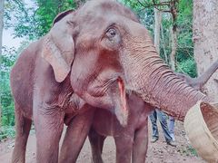 -野象谷景区