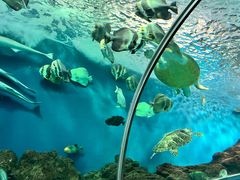 -上海海洋水族馆