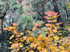 -香山公园