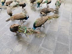 -西双版纳原始森林公园