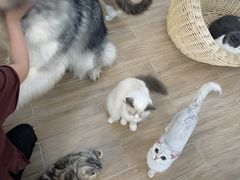 -李小姐の猫咖啡馆(五角场店)
