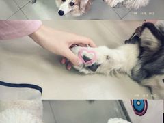 -汪说·狗咖(旺城大厦店)