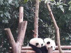 -成都大熊猫繁育研究基地