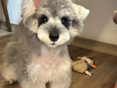 -帕帕拉兹宠物(亚洲旗舰店)