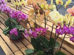 -上海鲜花港