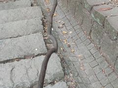 -灵顺寺