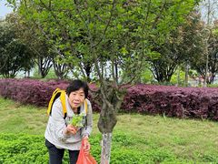 -九龙湖公园