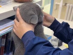 -全心全意连锁动物医院·微创中心·内科急重症·心脏专科(丰管路店)