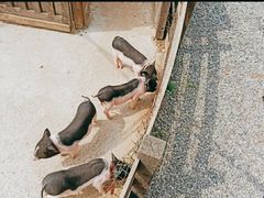 -前小桔亲子创意农场·草莓采摘·露营烧烤