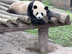 -都江堰中华大熊猫苑
