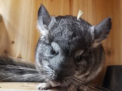 -龙猫仔乐园(惠福东路店)