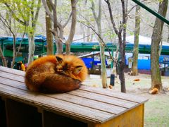 -宫城藏王狐狸村