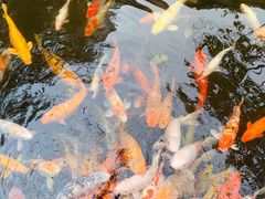 -寻味顺德·顺峰山庄(大良店)