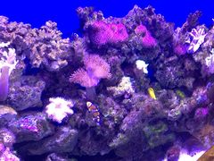 -迪拜水族馆及水下动物园