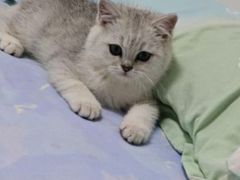 -pd派德宠物中心医院24H急重症·眼科中心·血液透析中心(嵩山北路店)