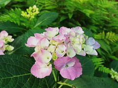 -上海共青森林公园