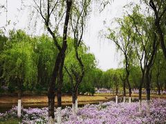 -东郊湿地公园