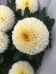 -曙光医疗整形美容