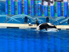 -上海海昌海洋公园