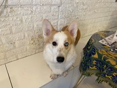 -平行世界·猫咖(首经贸店)