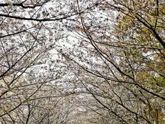 -高东镇樱花园