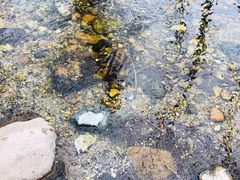 -北京龙庆四季香农家饭庄·灶台鱼·碳烤虹鳟鱼(龙庆峡店)