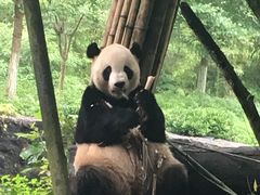 -都江堰中华大熊猫苑